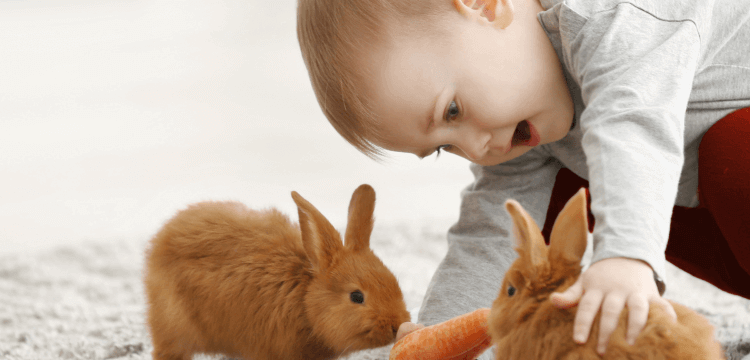 LA COMIDA PARA MASCOTAS TAMBIÉN PUEDE SER SANA