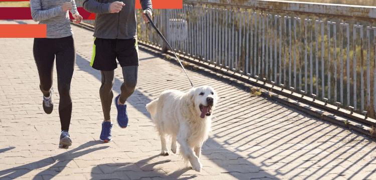 NUESTROS MEJORES CONSEJOS PARA EMPEZAR A CORRER CON TU PERRO