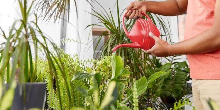 LAS 10 MEJORES PLANTAS PARA PURIFICAR EL AIRE DE TU HOGAR