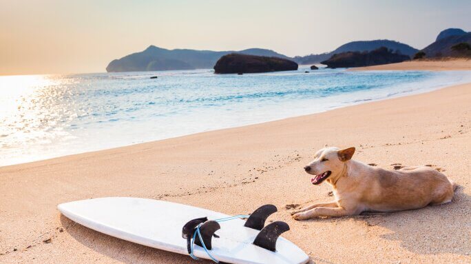 LAS 6 MEJORES PLAYAS EN ESPAÑA PARA LLEVAR A TU PERRO