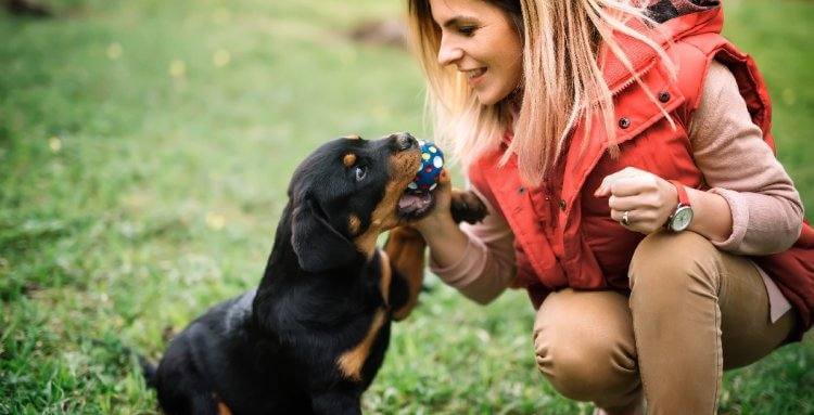 ACCESORIOS PARA MASCOTAS: ¿PUEDEN SER PELIGROSOS?