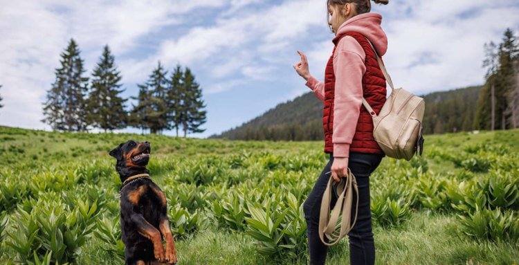 ¿CÓMO EDUCAR A TU PERRO? CONSEJOS PARA ENTRENAR JUNTOS