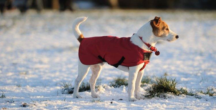 CÓMO CUIDAR DE TU PERRO EN INVIERNO: 6 TIPS PARA PROTEGERLE