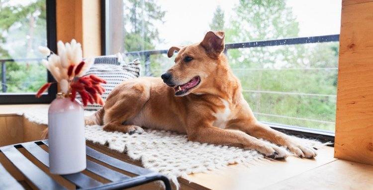 QUIERO INCORPORAR UN PERRO EN MI FAMILIA. ¿DEBO COMPRARLO O ADOPTARLO?