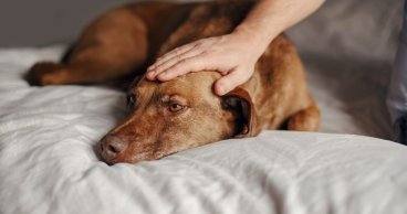 ¿CÓMO EXPERIMENTAN LAS MASCOTAS LA MUERTE O PÉRDIDA DE SUS DUEÑOS?