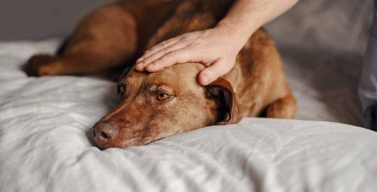 ¿CÓMO EXPERIMENTAN LAS MASCOTAS LA MUERTE O PÉRDIDA DE SUS DUEÑOS?