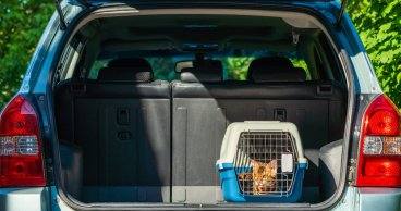 ¿Cómo viajar con gatos en el coche según la DGT?