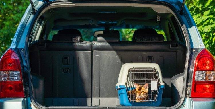 ¿Cómo viajar con gatos en el coche según la DGT?