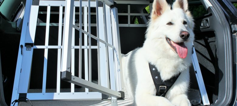 Cómo viajar con tu perro en el coche de forma segura