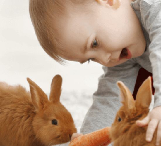 La comida para mascotas también puede ser sana