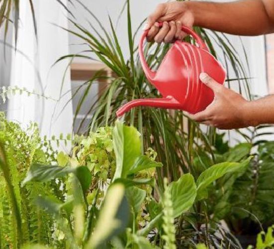 Las 10 mejores plantas para purificar el aire de tu hogar