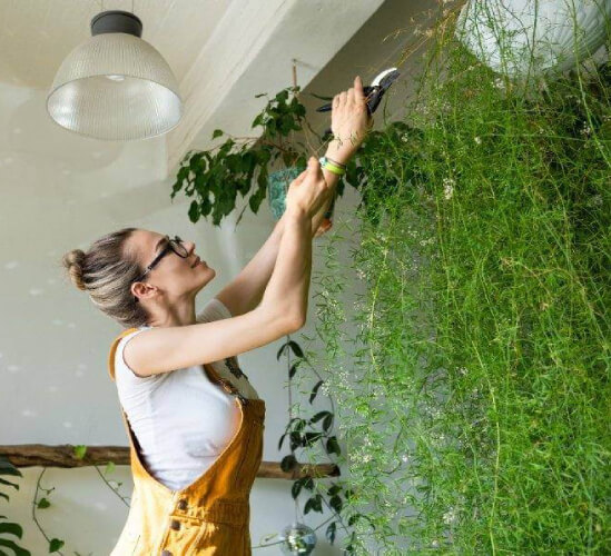 Jardines verticales: cómo montar uno en casa