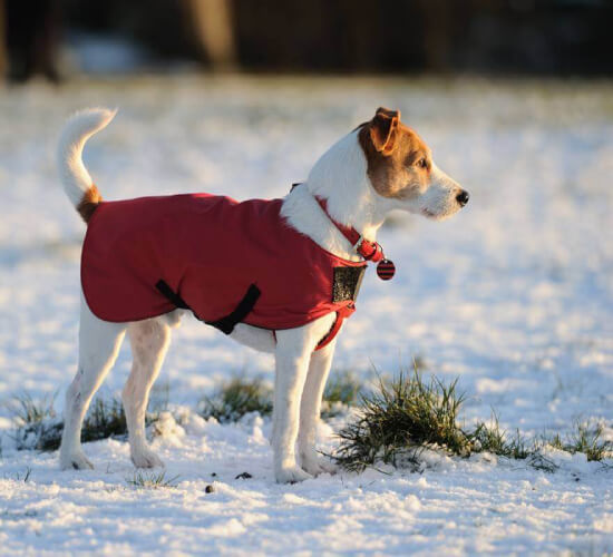 Cómo cuidar de tu perro en invierno: 6 tips para protegerle