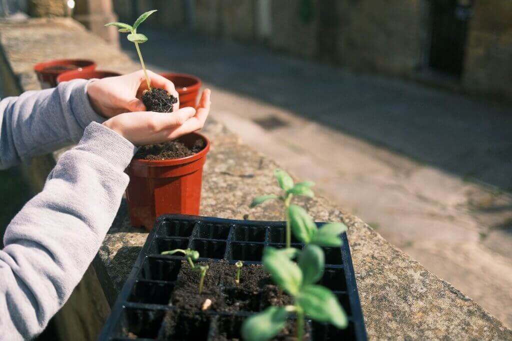 Cómo hacer un huerto en tu casa