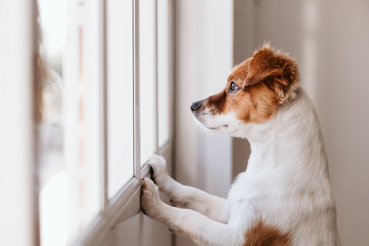 CONSEJOS PARA DEJAR A UN PERRO SOLO EN CASA Y TRANQUILO