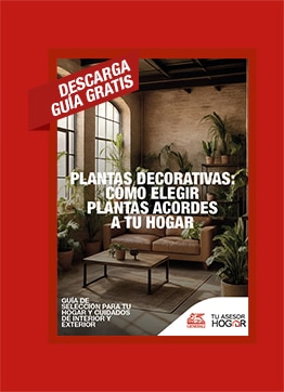 Plantas decorativas: Cómo elegir plantas acordes a tu hogar