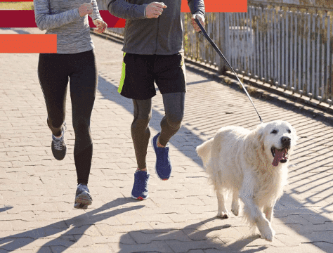 Nuestros mejores consejos para empezar a correr con tu perro