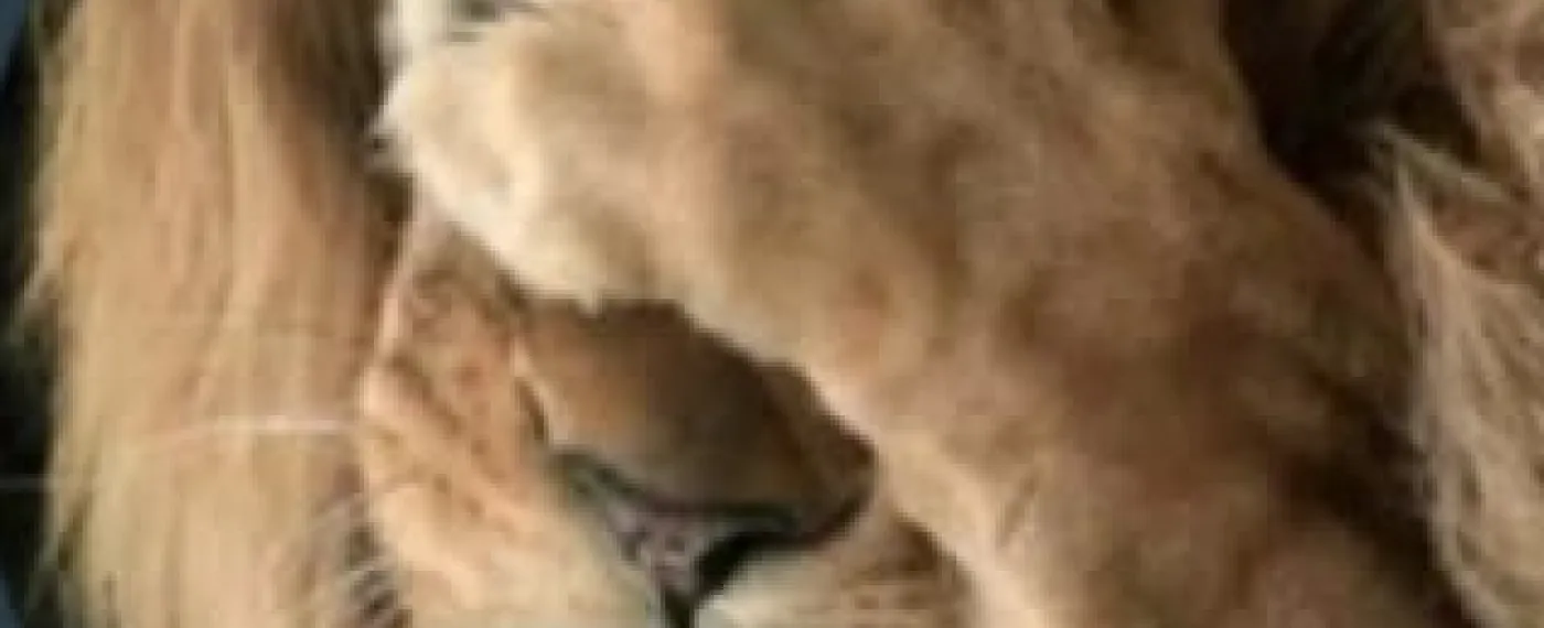 m-del-carmen-vilchez-vilchez